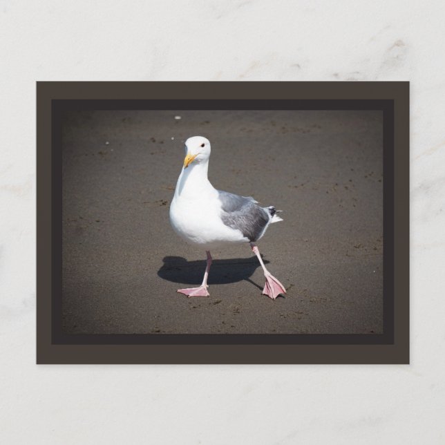 Seagull Strut Postcard (Front)