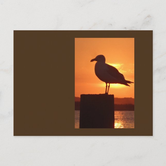 Seagull Sunset Postcard (Front)
