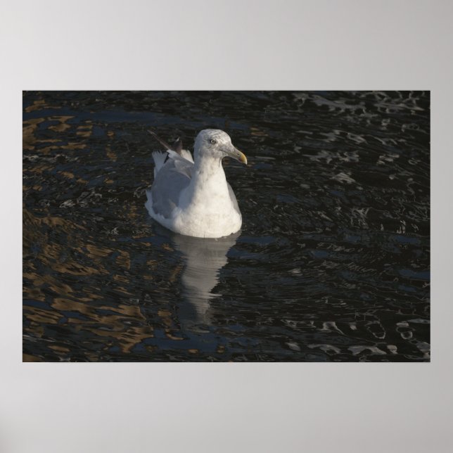 Seagull Swim fine art print (Front)