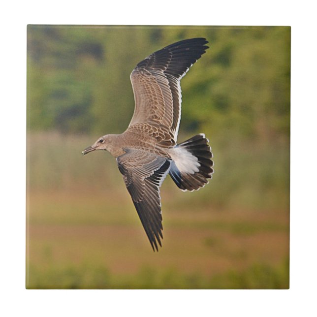 Seagull Tile (Front)