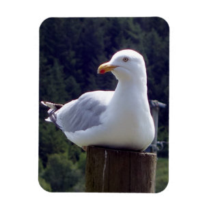 Seagull Vertical Flexible Photo Magnet