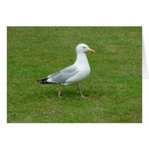 Seagull walking in the Park