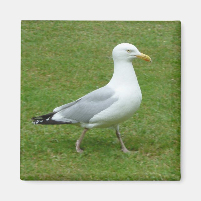 Seagull walking in the Park Magnet (Front)