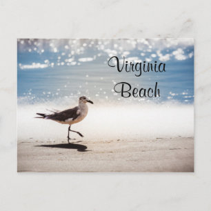 Seagull Walking on Virginia Beach Postcard