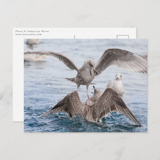 Seagull Wildlife Photo Postcard (Front/Back)