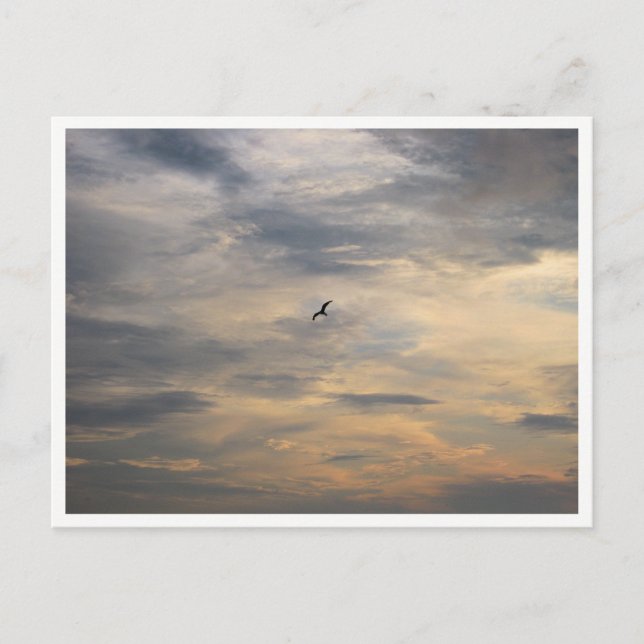 Seagull Wildlife Photography Postcard (Front)