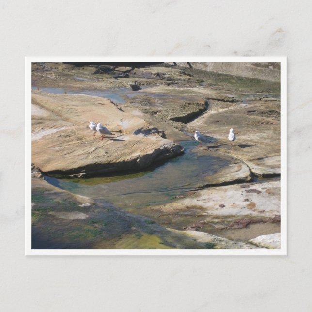 Seagull Wildlife Photography Postcard (Front)