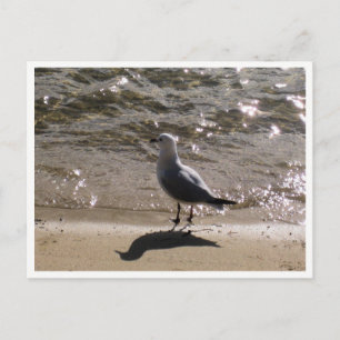 Seagull Wildlife Photography Postcard