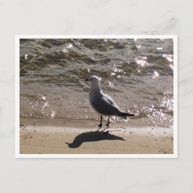Seagull Wildlife Photography Postcard (Front)