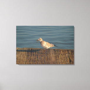 Seagull with A Dragonfly Catch Tropical Photo Canvas Print