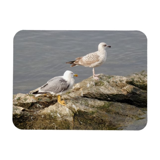 Seagulls 3"x4" Magnet (Horizontal)