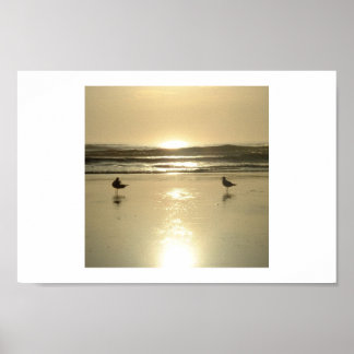 Seagulls at Daytona Poster