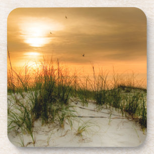 Seagulls at Sunrise Coaster