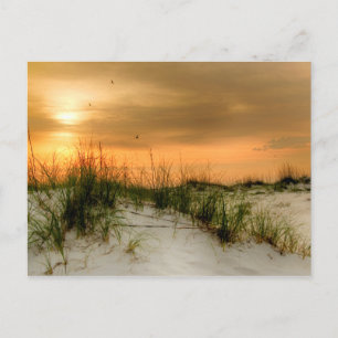 Seagulls at Sunrise Postcard