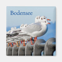 Seagulls at the Lake Constance