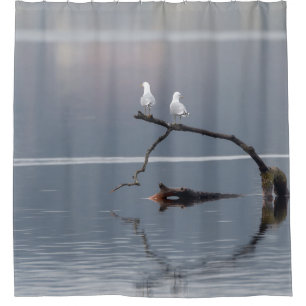 Seagulls Birds Water Blue White Peaceful Wildlife 