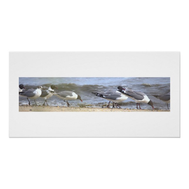 Seagulls by the Shoreline Poster (Front)