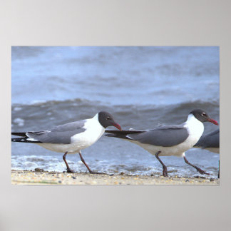Seagulls by the Shoreline Poster