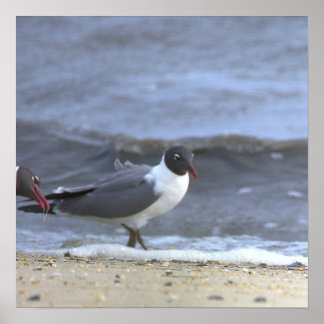 Seagulls by the Shoreline Poster
