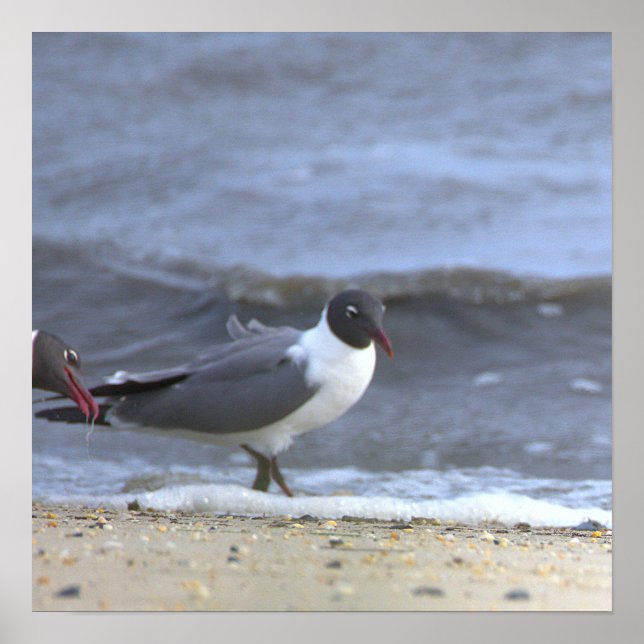 Seagulls by the Shoreline Poster (Front)