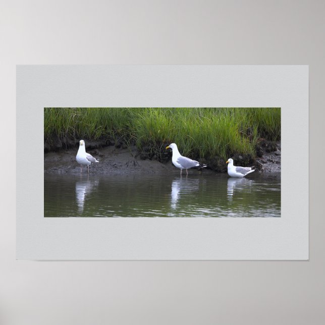 Seagulls by the Water Poster (Front)