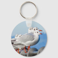 Seagulls Cute Bird