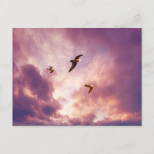 Seagulls flying in a sunset sky postcard