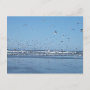 Seagulls flying over the ocean & shore postcard