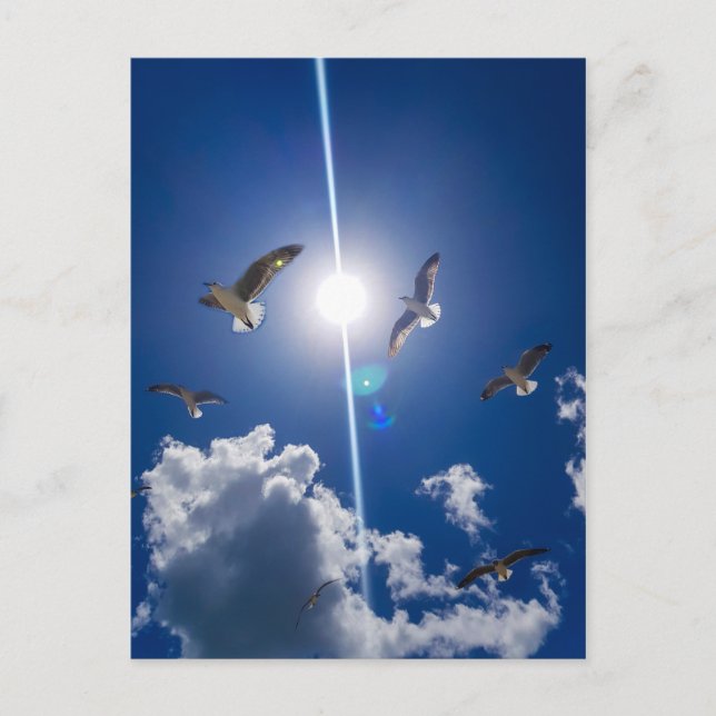 Seagulls Flying Sky Clouds Sun Postcard (Front)