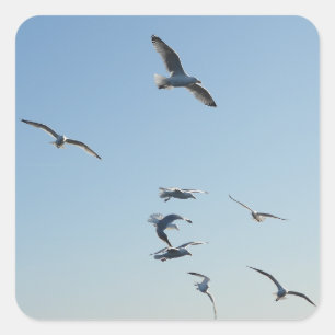 Seagulls Flying Square Sticker