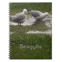 Seagulls in a Puddle
