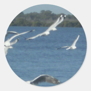 Seagulls in Flight Classic Round Sticker