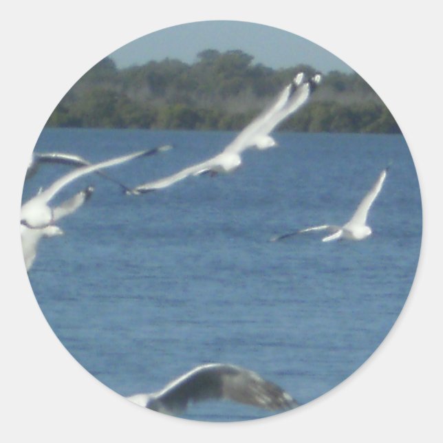 Seagulls in Flight Classic Round Sticker (Front)
