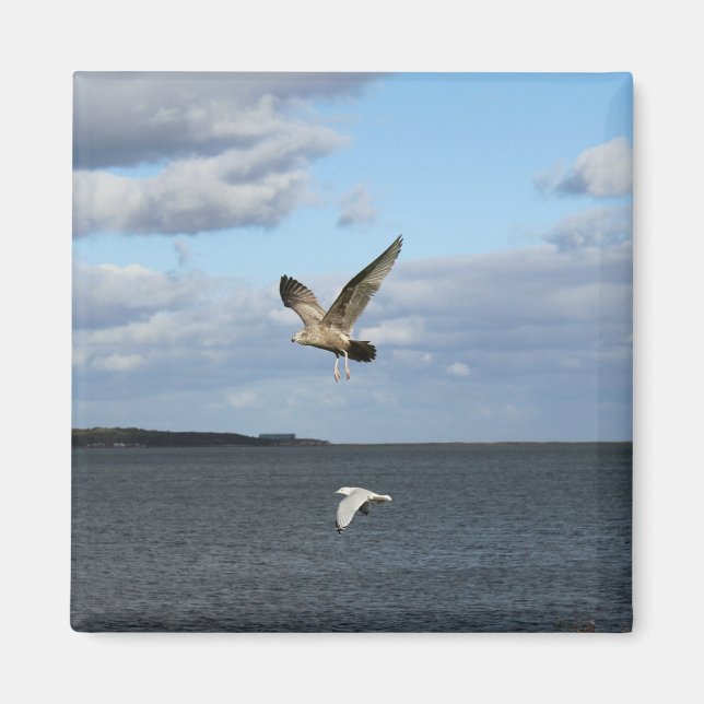 Seagulls in Flight Magnet (Front)