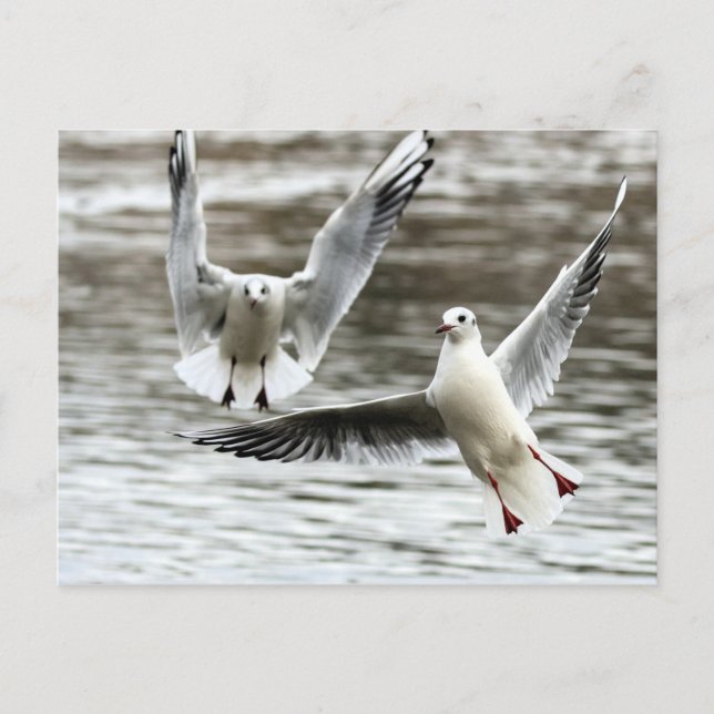 Seagulls in Flight Postcard (Front)