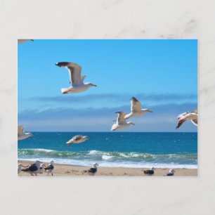 Seagulls mf postcard