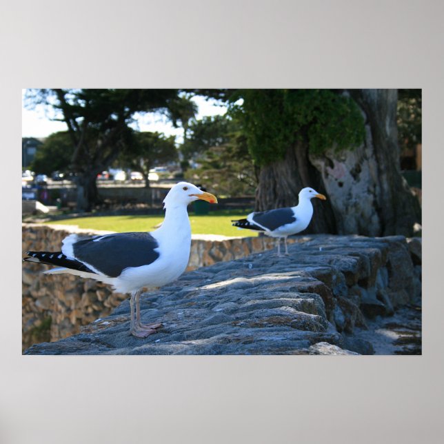 Seagulls, Monterey Poster (Front)