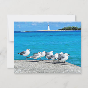 Seagulls, Nassau, Bahamas Card