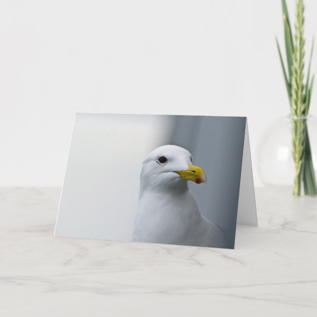 Seagulls Need Love Too Card (Front)