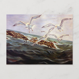 Seagulls of Kindness Postcard