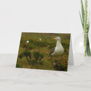 Seagulls on Anacapa Island Card