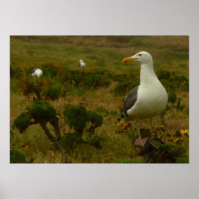 Seagulls on Anacapa Island Poster (Front)
