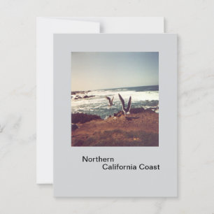 Seagulls on California Coast Postcard