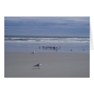 Seagulls On Parade