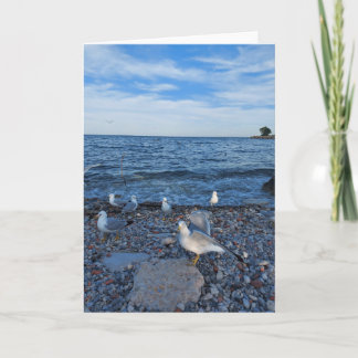 Seagulls on the Beach at Lake Ontario Card
