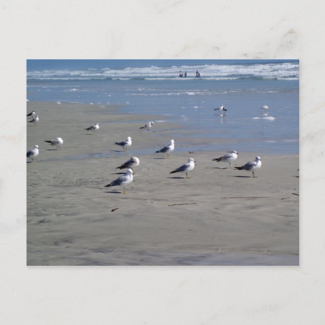 SEAGULLS ON THE BEACH POSTCARD (Front)