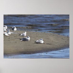 Seagulls on the Beach Poster