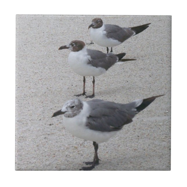Seagulls on the Beach Tile (Front)