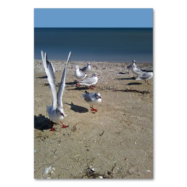 Seagulls on the shore of the Sea of Azov Table Number (Front)