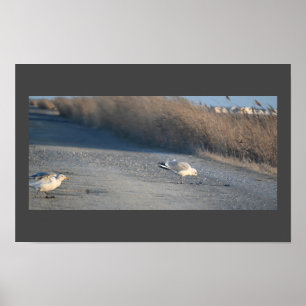 Seagulls on Wildlife Drive Poster